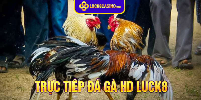 Cách đặt cược hiệu quả và an toàn khi tham