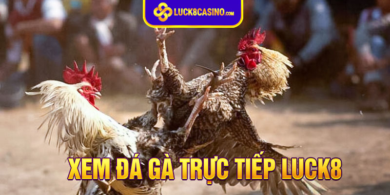 Giới thiệu về đá gà trực tiếp