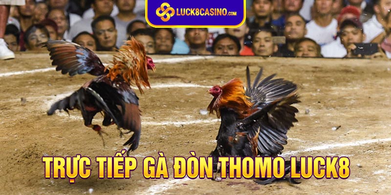 Giới thiệu về trực tiếp gà đòn Thomo