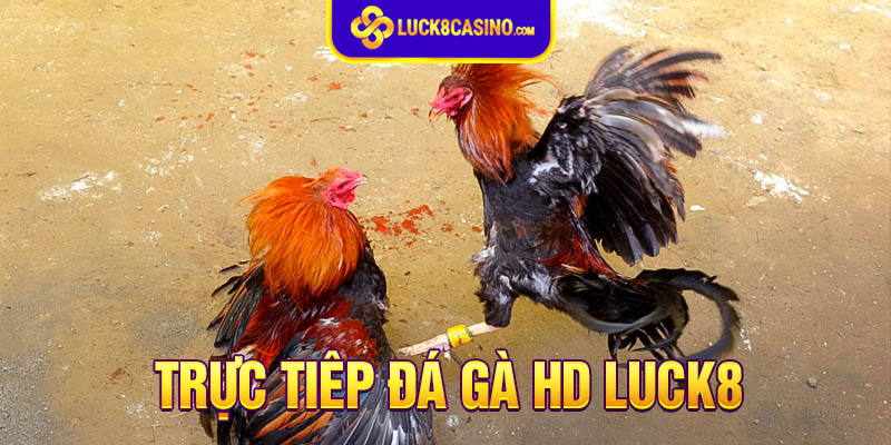 Lợi ích của việc xem trực tiếp đá gà