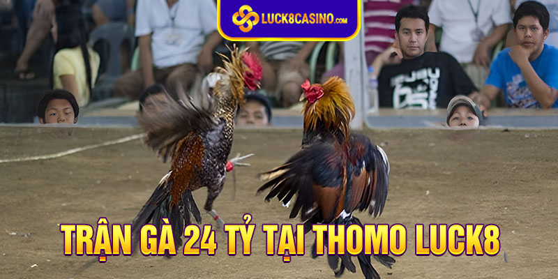 Trận Đá Gà 24 Tỷ Đầy Kịch Tính Tại Thomo 