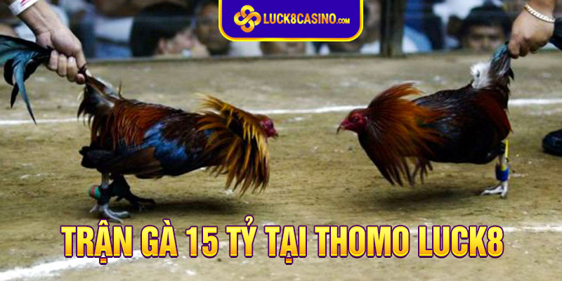 Trận gà 15 tỷ của Mít Trà Cú Trà Vinh nổi tiếng Thomo