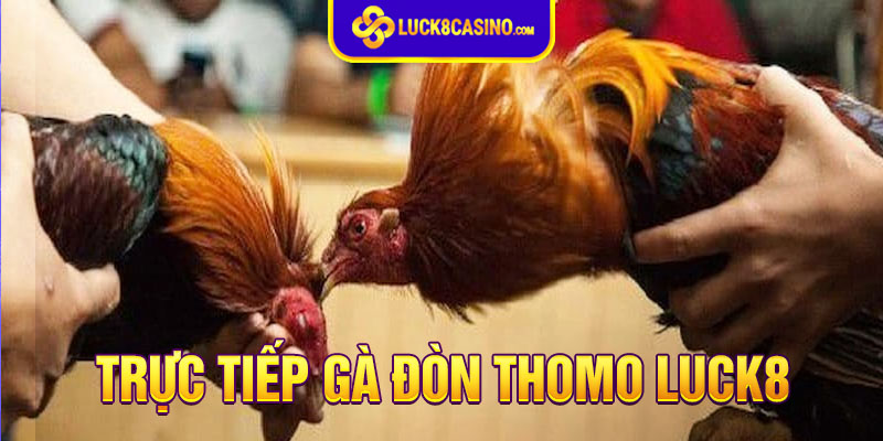 cách xem trực tiếp gà đòn Thomo miễn phí