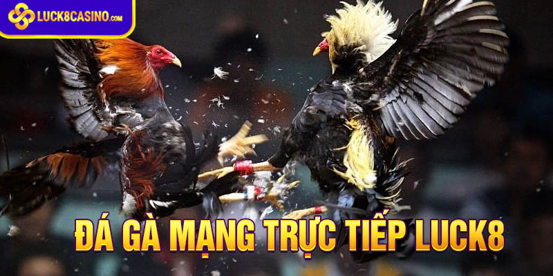 Đá gà mạng trực tiếp cựa sắt