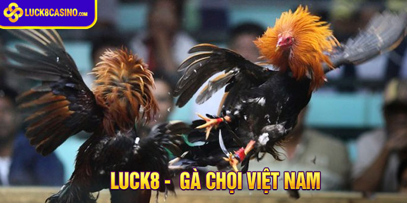 Lợi ích khi chơi Gà chọi Việt Nam tại nhà cái Luck8
